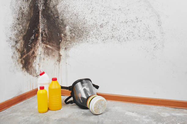 Best Local Mold Removal Service  in Todd Creek, CO