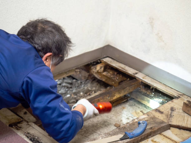 Mold Removal Process in Todd Creek, CO