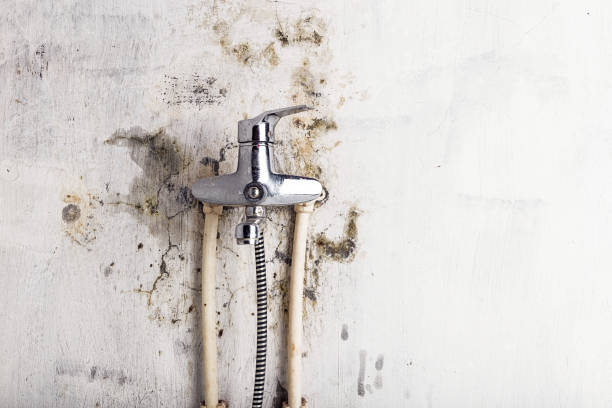 Best Commercial Mold Removal  in Todd Creek, CO
