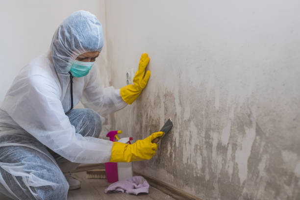 Best Affordable Mold Removal  in Todd Creek, CO