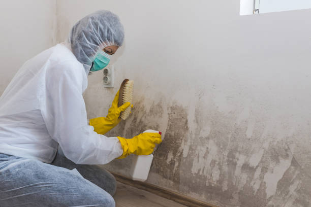 Best Mold Testing  in Todd Creek, CO