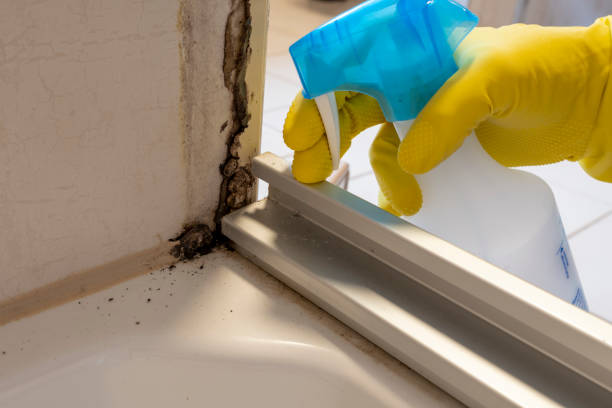 Best Office Mold Removal Services  in Todd Creek, CO