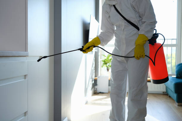 Best Home Mold Removal  in Todd Creek, CO
