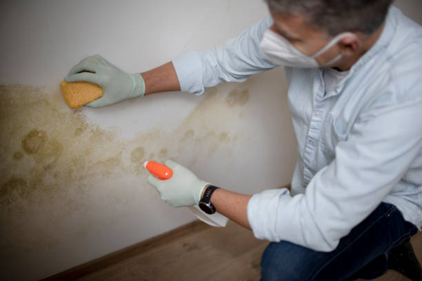 Best Best Mold Removal Companies  in Todd Creek, CO
