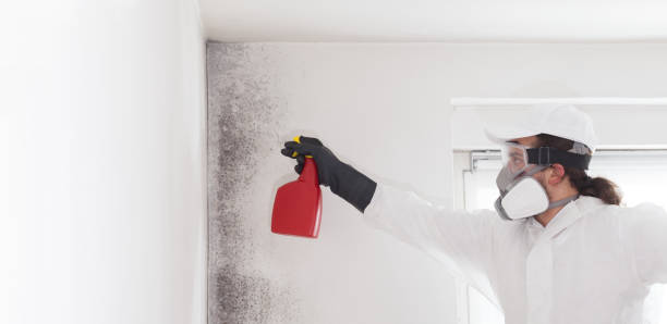 Best Emergency Mold Removal  in Todd Creek, CO