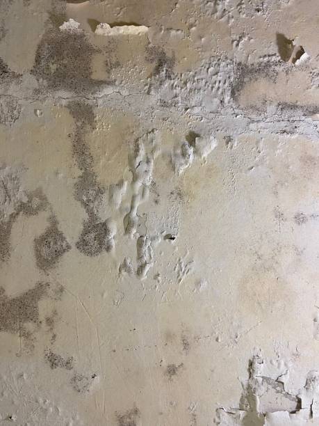 Best Emergency Mold Removal  in Todd Creek, CO