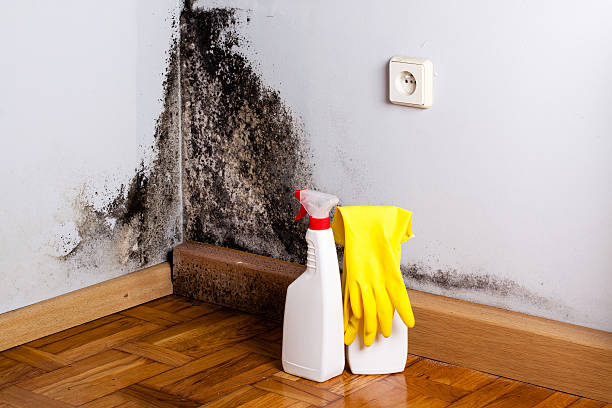 Best Crawl Space Mold Removal  in Todd Creek, CO