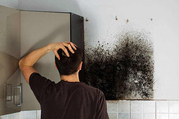 Best Mold Removal and Inspection  in Todd Creek, CO