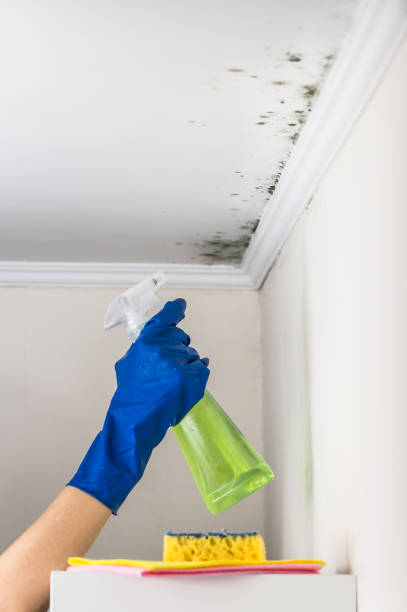 Best Fast Mold Removal  in Todd Creek, CO