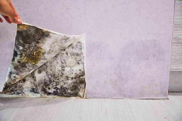 Best Mold Remediation  in Todd Creek, CO
